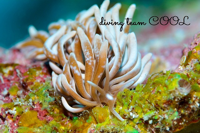 沖縄ダイビング　マクロ　シロブチクセニアウミウシ