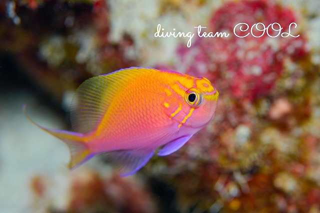 沖縄本島　ウミウシダイビング　ハナゴンベ幼魚