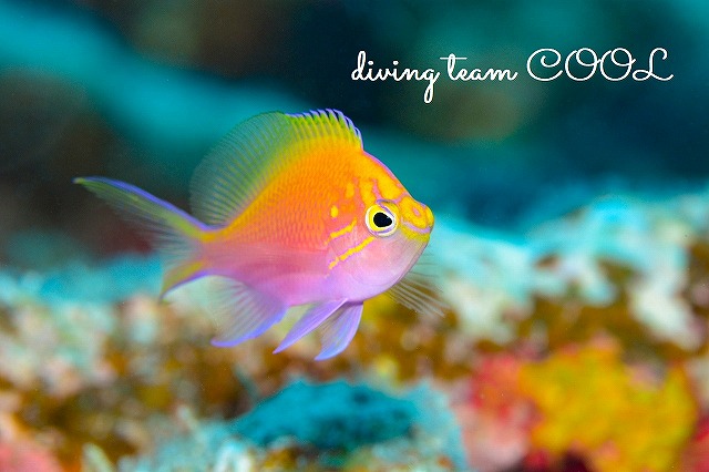 沖縄マクロフォトダイブ　ハナゴンベ幼魚