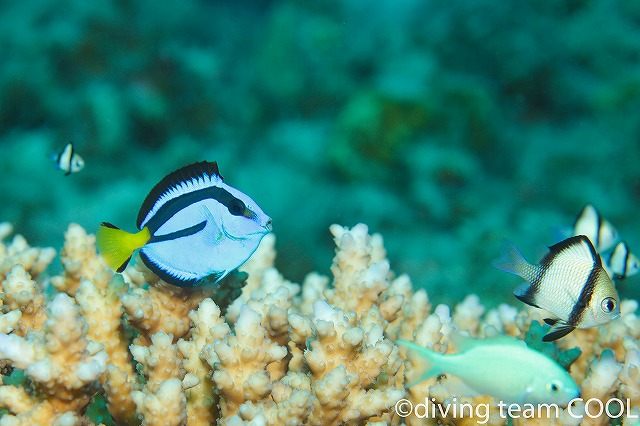 沖縄本島　ファンダイビング　ナンヨウハギ幼魚