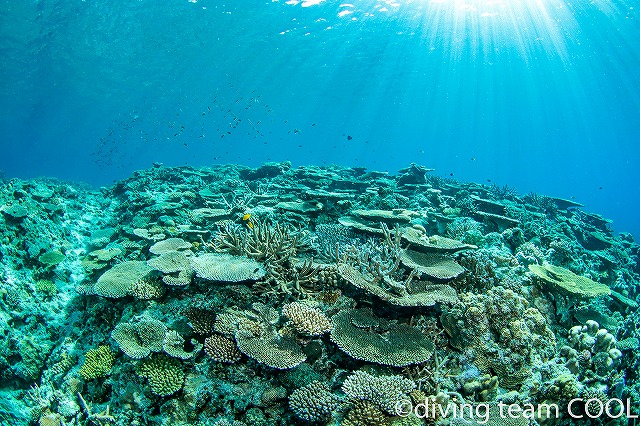 沖縄　慶良間諸島　ファンダイビング　珊瑚礁