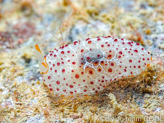 沖縄カメノコフシエラガイの幼体