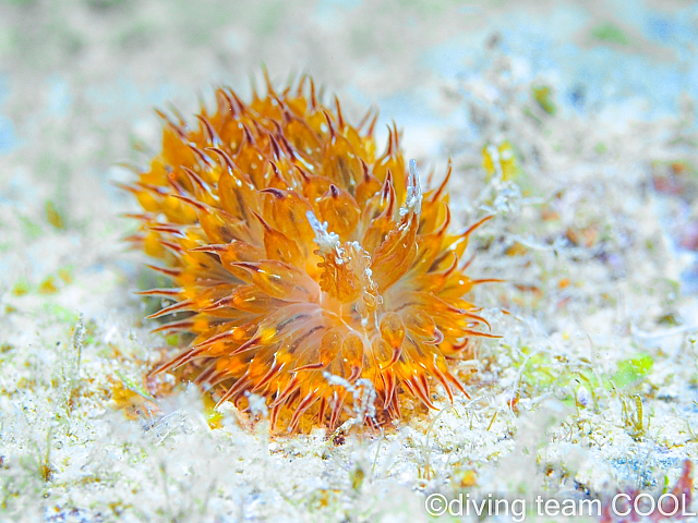 沖縄コヤナギウミウシ