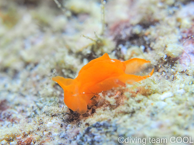 沖縄ウミコチョウ科の一種