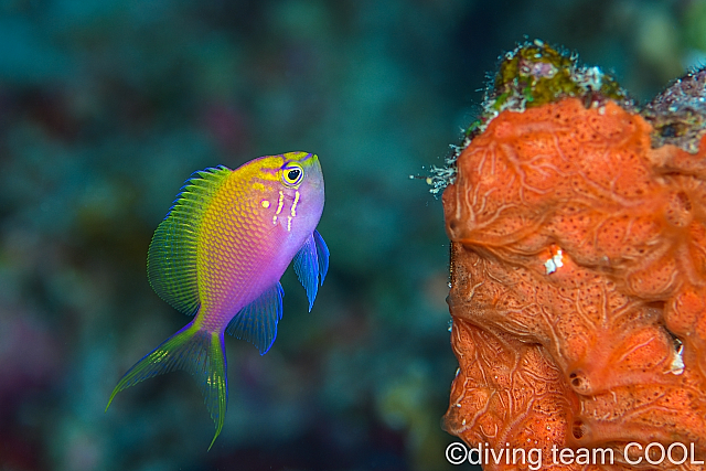 沖縄ハナゴンベの幼魚