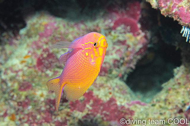 沖縄ハナゴンベ