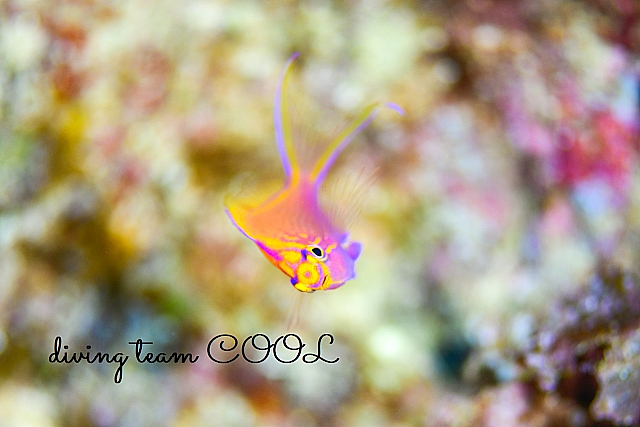 沖縄ハナゴンベの幼魚