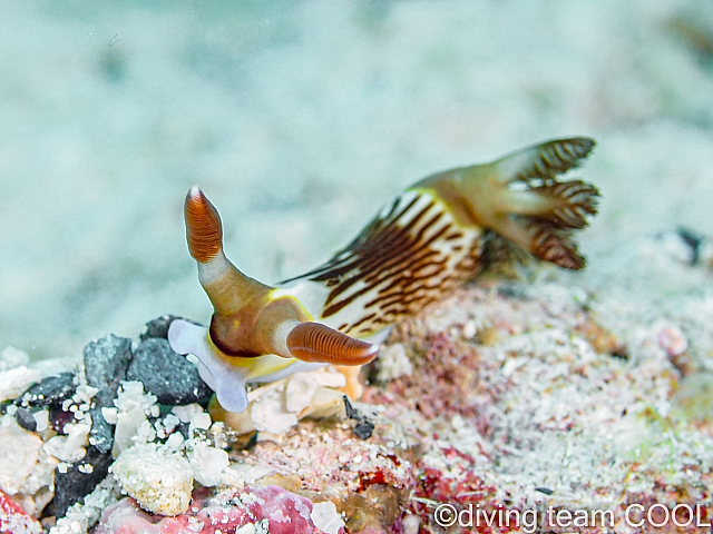 沖縄オキナワリュウグウウミウシ