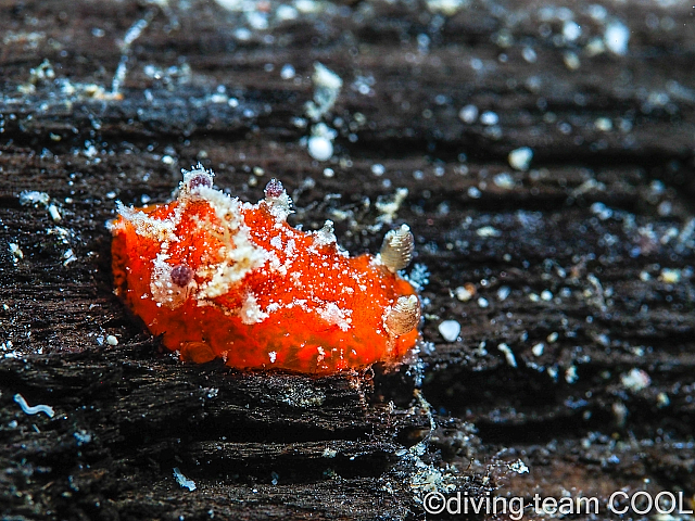 沖縄ニンジンヒカリウミウシ