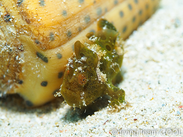 沖縄カエルアンコウの幼魚