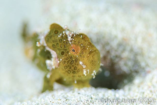 沖縄カエルアンコウの幼魚