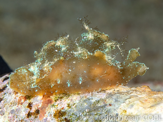 沖縄本島ウミウシダイビング　ツメウミウシ