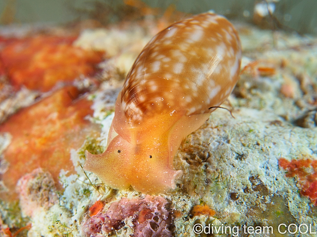 沖縄本島ウミウシダイビング　ナツメガイ