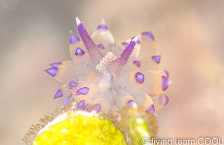 沖縄サーシャコヤナギウミウシ