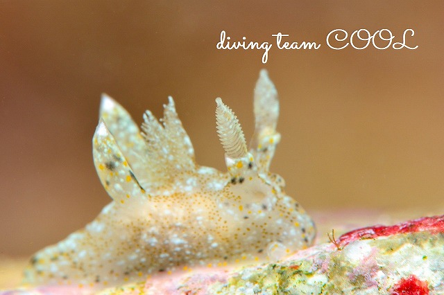 沖縄本島ウミウシダイビング　ガヒミズタマウミウシ