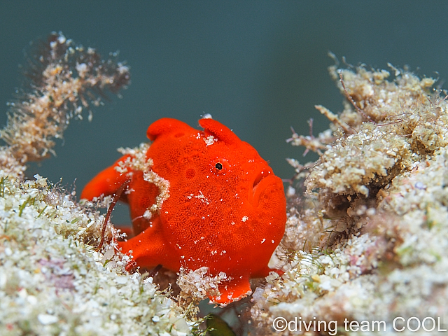 沖縄カエルアンコウの幼魚