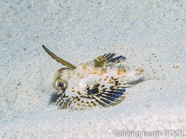 沖縄セミホウボウの幼魚