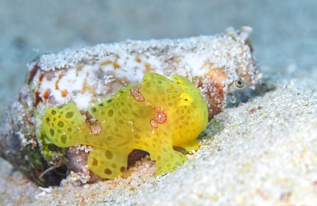 沖縄カエルアンコウの幼魚
