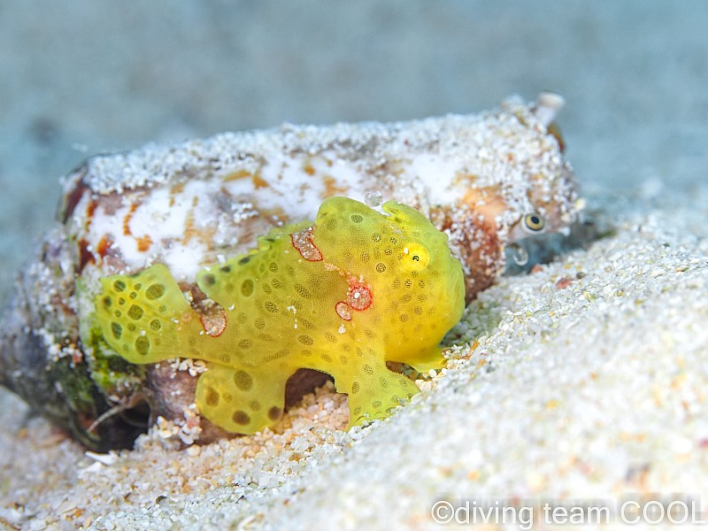沖縄カエルアンコウの幼魚