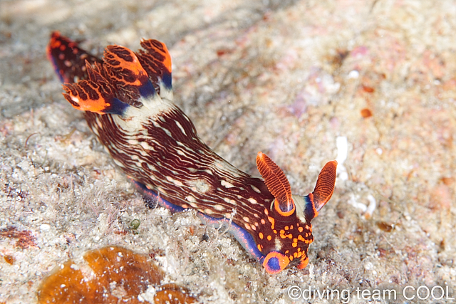 沖縄トウモンリュウグウウウミウシ