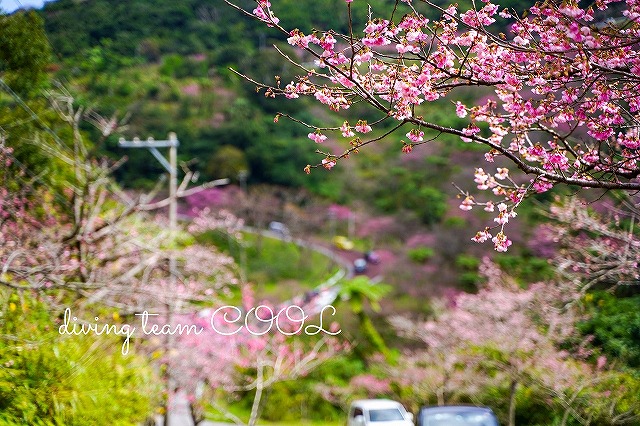 沖縄　八重岳　寒緋桜