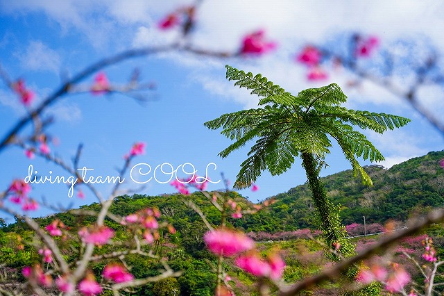 沖縄　八重岳　寒緋桜