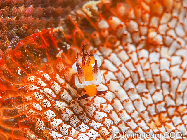 沖縄　ツガルウミウシ属の仲間