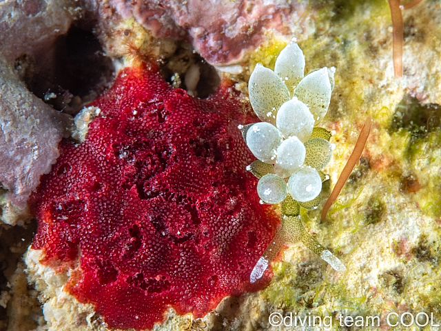 沖縄本島　砂辺　ウミウシ　タマミルウミウシ