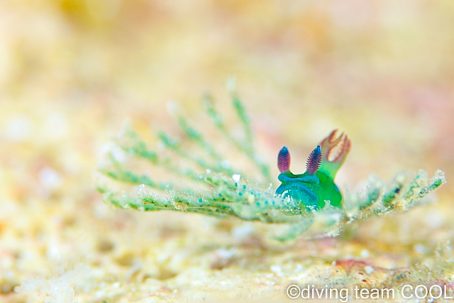 沖縄　ミドリリュウグウウミウシの幼体