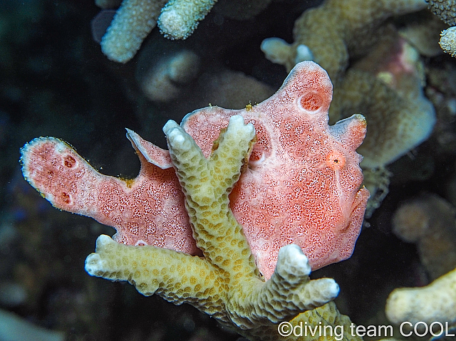 ＃沖縄本島マクロダイビング　＃ゴリラチョップ　＃カエルアンコウの幼魚