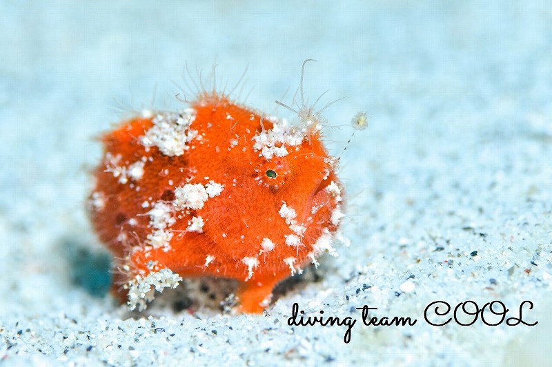 ＃慶良間諸島マクロダイビング　＃ケラマ諸島　＃カエルアンコウ幼魚