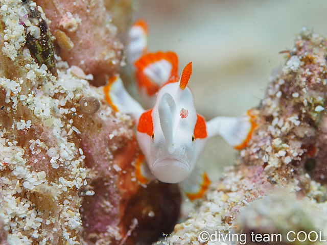 ＃クマドリカエルアンコウの幼魚