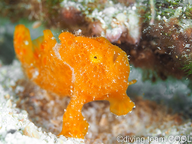 ＃カエルアンコウの幼魚