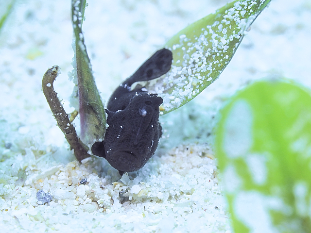 ＃カエルアンコウの幼魚