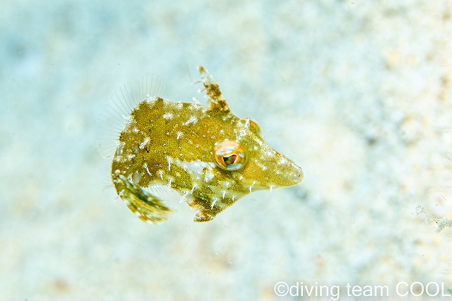 沖縄本島マクロダイブ　トゲカワハギの幼魚