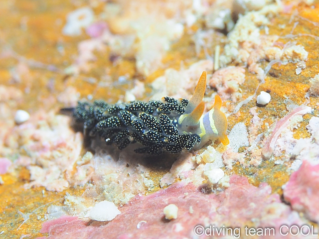 沖縄本島東海岸ビーチ　ゴシキミノウミウシ