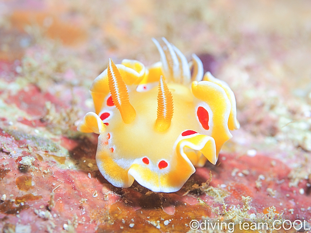 沖縄本島東海岸ビーチ　アカテンイロウミウシ