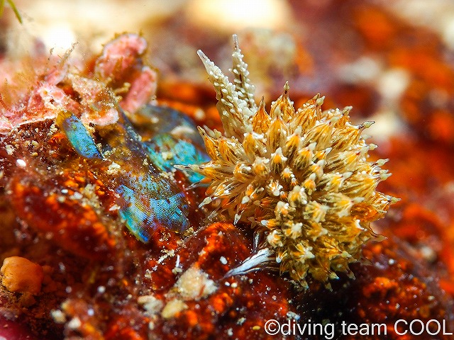 沖縄本島ビーチダイブ　コヤナギウミウシ