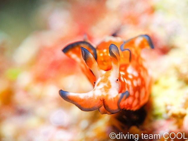 沖縄本島ビーチダイブ　クロヘリアメフラシ