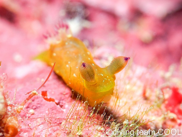 沖縄本島ビーチダイブ　コミドリリュウグウウミウシ