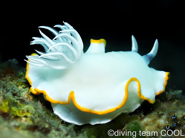 沖縄本島ビーチダイブ　メレンゲウミウシ