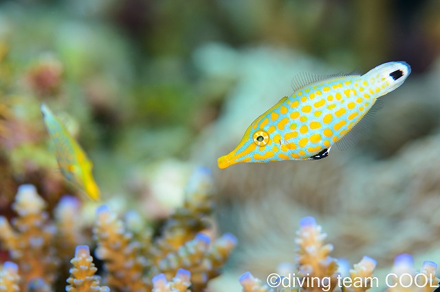 沖縄本島万座ボートダイビング　テングカワハギ幼魚