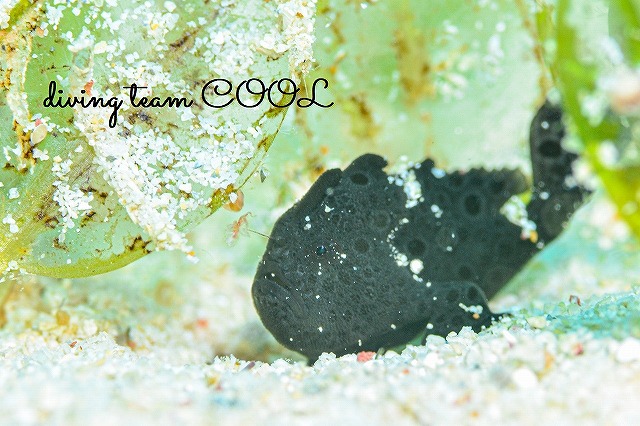 沖縄本島マクロダイブ　カエルアンコウの幼魚