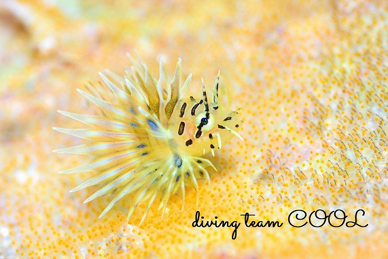 慶良間マクロダイブ　キリンミノ幼魚