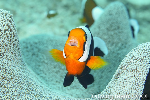 沖縄本島万座ボートダイビング　トウアカクマノミ