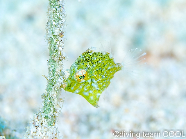 セダカカワハギの幼魚