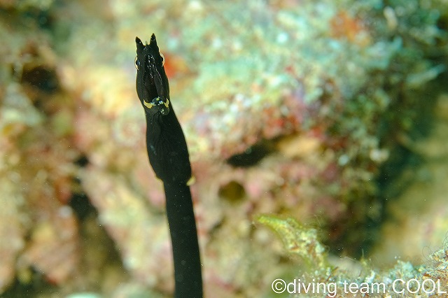 砂辺ビーチダイブ　ハナヒゲウツボ幼魚