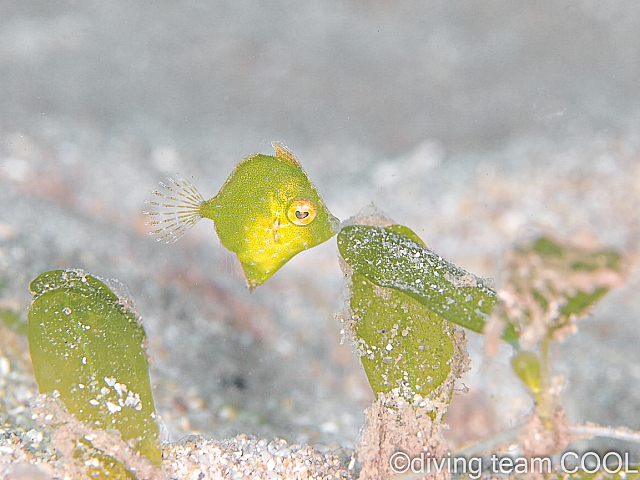 ＃セダカカワハギの幼魚