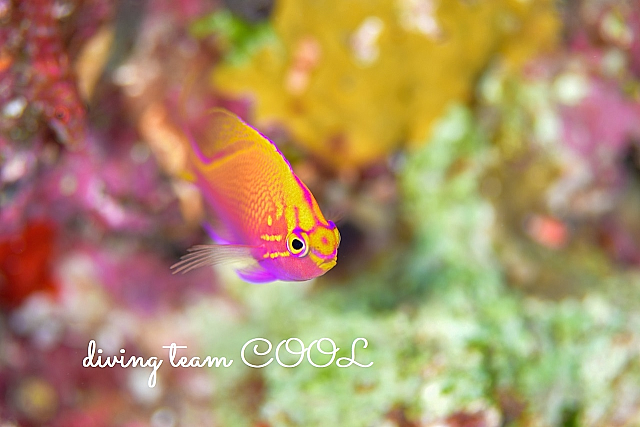 万座ボートダイビング　ハナゴンベ幼魚　