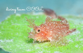 慶良間マクロダイブ　ツノカサゴ幼魚